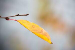 foglia d'autunno da vicino foto