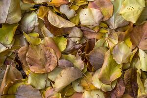 sfondo di foglie d'autunno foto