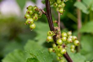 ribes in crescita su un' cespuglio foto