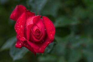 rosa fiore superiore Visualizza vicino su foto