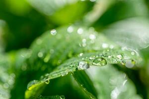 gocce di pioggia su foglia verde foto