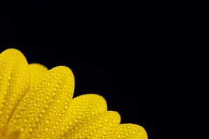 giallo gerbera fiore con acqua gocce foto