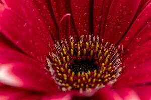 rosa gerbera fiore con acqua gocce foto