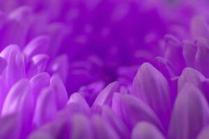 viola gerbera petali sfondo foto