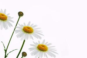 composizione di camomilla fiori isolato su bianca sfondo foto