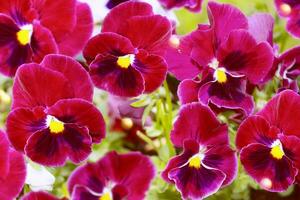 primo piano del fiore variopinto della viola del pensiero foto