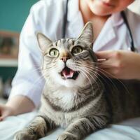 gatto impaurire o sorpreso gatto quando femmina veterinario esaminando, veterinario clinica concetto. ai generato foto