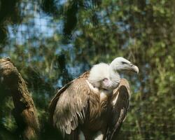 grifone avvoltoio, eurasiatico grifone nel il Parigi zoologico parco, precedentemente conosciuto come il bois de vincennes, 12 ° arrondissement di Parigi, quale coperture un la zona di 14.5 ettari foto