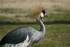 nazionale uccello di Uganda, grigio incoronato gru testa avvicinamento nel il Parigi zoologico parco, precedentemente conosciuto come il bois de vincennes, 12 ° arrondissement di Parigi, quale coperture un la zona di 14.5 ettari foto