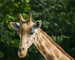 il ovest africano giraffa pelle, testa tiro e pieno corpo nel il Parigi zoologico parco, precedentemente conosciuto come il bois de vincennes, 12 ° arrondissement di Parigi, quale coperture un la zona di 14.5 ettari foto