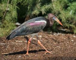 quello di Abdim cicogna , ciconia abdimii, è un' specie di uccello nel il ciconiidae famiglia nel il Parigi zoologico parco, precedentemente conosciuto come il bois de vincennes, 12 ° arrondissement di Parigi foto