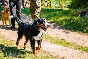 cane domestico a passeggio. animale domestico felice in una giornata di sole estivo foto