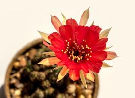 petalo delicato di colore rosso con soffice peloso di fiore di cactus echinopsis foto