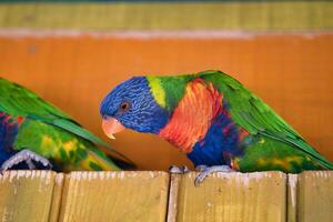 jardine d'acclimatazione, Francia, arcobaleno lorichetto, è un' specie di pappagallo trovato nel Australia. esso è Comune lungo il orientale costa, a partire dal settentrionale Queensland per Sud Australia. foto