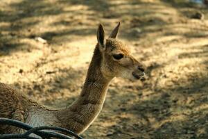 vikuna, lama vigogna, 2, nel il Parigi zoologico parco, precedentemente conosciuto come il bois de vincennes, 12 ° arrondissement di Parigi, quale coperture un la zona di 14.5 ettari foto