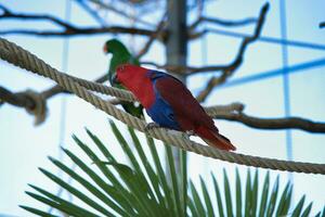 il delle molucche eclectus è un' pappagallo nativo per il Maluku isole. il pappagallo famiglia per suo estremo sessuale dimorfismo di il colori di il piume, il femmina luminosa rosso e viola-blu piume foto