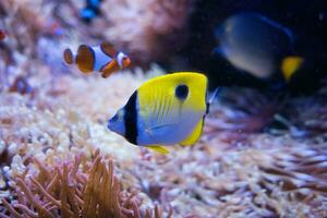 Parigi acquario, il lacrima farfalla è un' specie di marino con pinne raggiate pesce, un' farfalla appartenente per il famiglia chaetodontidae. esso è trovato nel il indo-pacifico regione foto