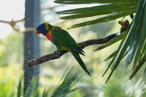 jardine d'acclimatazione, Francia, arcobaleno lorichetto, è un' specie di pappagallo trovato nel Australia. esso è Comune lungo il orientale costa, a partire dal settentrionale Queensland per Sud Australia. foto