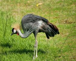 nazionale uccello di Uganda, grigio incoronato gru testa avvicinamento nel il Parigi zoologico parco, precedentemente conosciuto come il bois de vincennes, 12 ° arrondissement di Parigi, quale coperture un la zona di 14.5 ettari foto