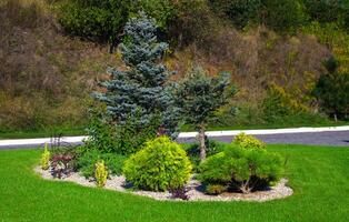 paesaggio con impianti, rocce e un' verde prato. parco e giardino composizione. conifero pianta letto. foto