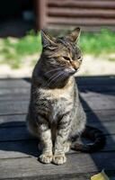 carino domestico gatto seduta su gradino della porta al di fuori Casa, ritratto. gatto crogiolarsi nel il sole. rilassato animali. selettivo messa a fuoco, superficiale profondità di campo. foto