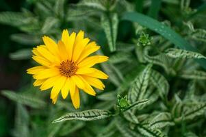 giardino pianta, falso fiori di girasole, sprazzo di sole, foresta girasole. Visualizza a partire dal sopra. foto