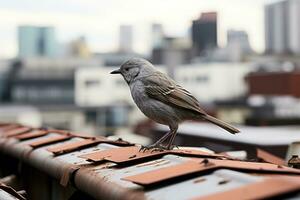 un' uccello è in piedi su un' tetto con un' città nel il sfondo generativo ai foto