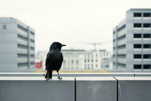 un' nero uccello in piedi su un' ripiano nel davanti di un' edificio generativo ai foto