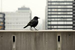 un' nero uccello in piedi su un' ripiano nel davanti di un' città generativo ai foto