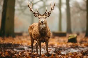 un' cervo è in piedi nel il mezzo di un' foresta generativo ai foto