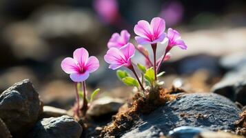 piccolo rosa fiori in crescita su di rocce nel il terra generativo ai foto