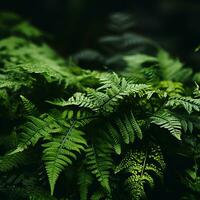 un' vicino su di verde felci su un' buio sfondo generativo ai foto