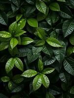 un' vicino su di verde le foglie su un' nero sfondo generativo ai foto