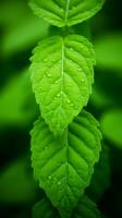 un' vicino su di verde le foglie con acqua goccioline su loro generativo ai foto