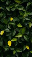 un' vicino su di verde le foglie con giallo le foglie generativo ai foto