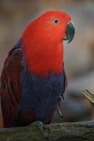 pappagallo eclectus sul ramo foto