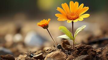 Due arancia fiori in crescita su di il terra generativo ai foto