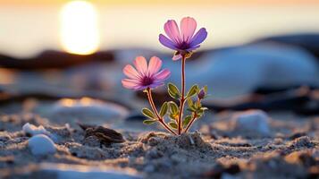 Due rosa fiori in crescita su di il sabbia a tramonto generativo ai foto