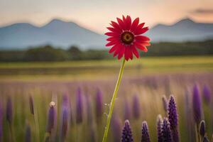 un' singolo rosso fiore sta nel davanti di un' campo di viola fiori. ai-generato foto