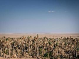 Vista del paesaggio del deserto nell'oasi di Garmeh vicino a Yazd Iran meridionale foto