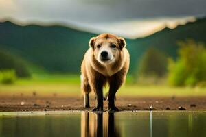 un' cane in piedi nel davanti di un' corpo di acqua. ai-generato foto