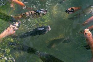 vicino su di vario koi pesce nuoto nel un' stagno. Bellissima, esotico, colorato, bokeh sfondi. foto