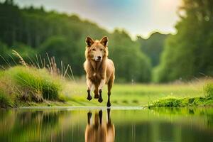 un' cane in esecuzione attraverso un' stagno nel il mezzo di un' campo. ai-generato foto