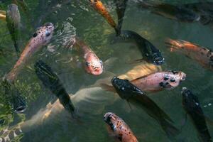 vicino su di vario koi pesce nuoto nel un' stagno. Bellissima, esotico, colorato, bokeh sfondi. foto