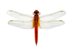 Immagine di rosso libellula su un' bianca sfondo. insetto. animale. foto