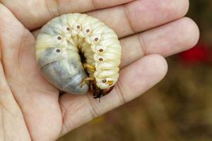 Immagine di larva vermi, Noce di cocco rinoceronte scarafaggio orictes rinoceronte, larva nel il umano mano. foto