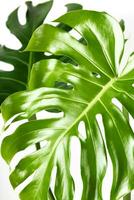 Monstera le foglie su bianca sfondo. strutturato naturale sfondo. foto