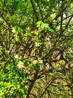 un' albero con fiori su esso foto