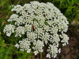 un' vicino su di un' bianca fiore con piccolo bug su esso foto