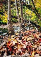 autunno le foglie su il terra di un' ruscello foto